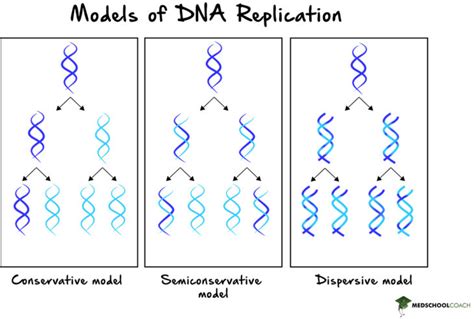 dispersive dna replication|dispersive conservative and semiconservative.